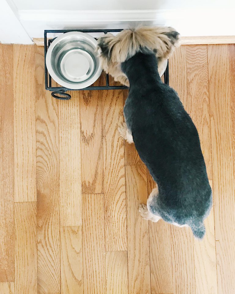 The Best Food for Yorkies give your Yorkie a well balanced diet All