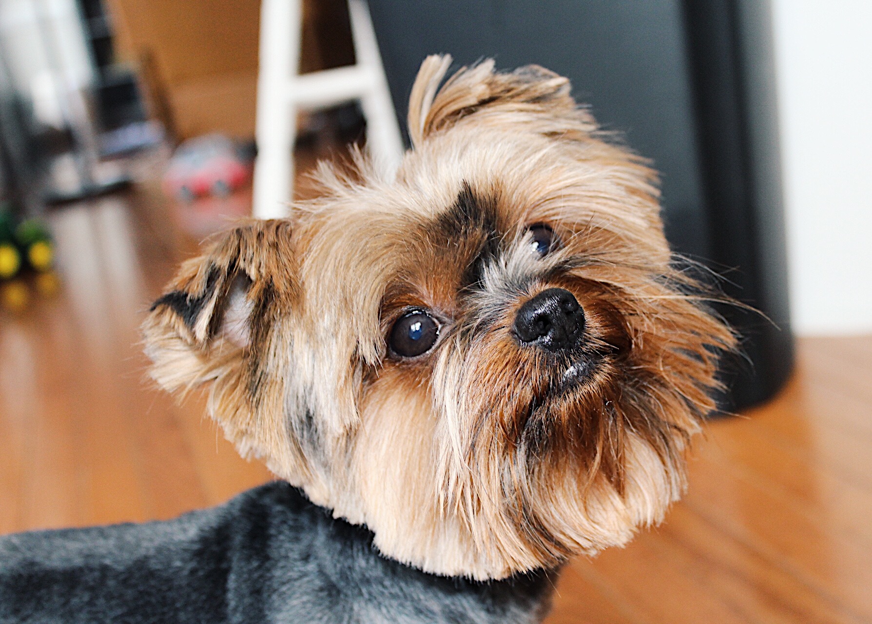 grooming a yorkie with clippers