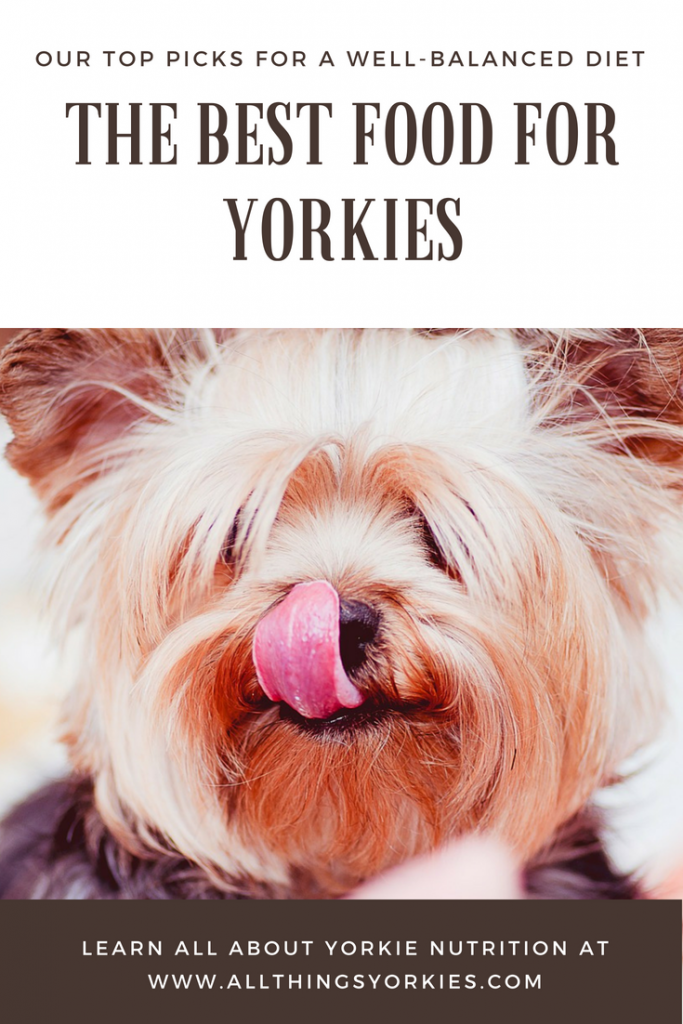 The Best Food for Yorkies - give your Yorkie a well balanced diet | All