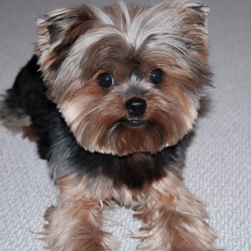 Yorkshire Terrier Characteristics - Temperament and Breed Description ...