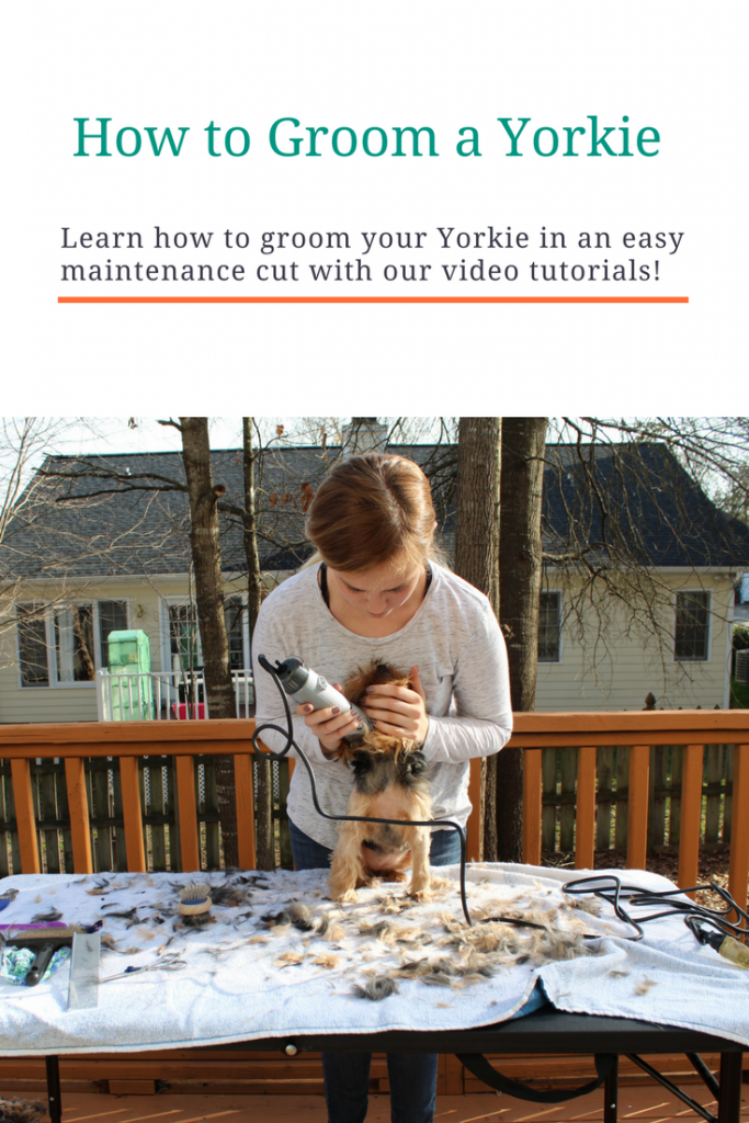 How to Groom a Yorkie at home tutorial All Things Yorkies