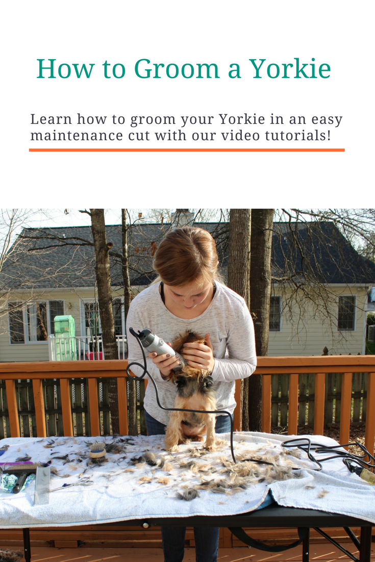 How To Groom A Yorkie At Home Tutorial All Things Yorkies