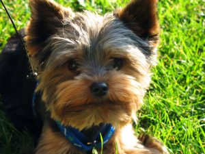 Best dog food outlet for yorkies 2018