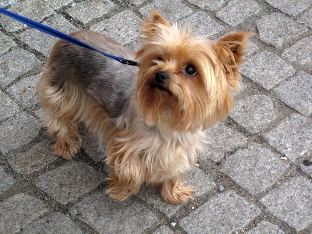 Yorkshire Terrier Characteristics - Temperament And Breed Description ...