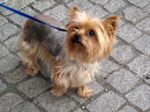 how long can i walk my yorkie