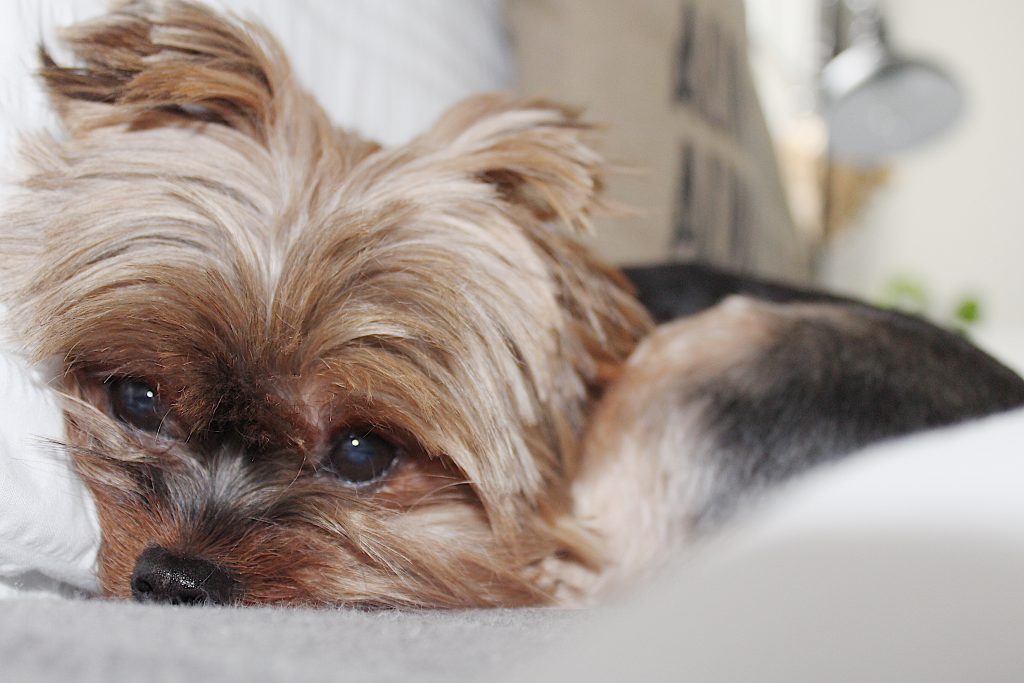 Do Yorkies Shed? Learn the Truth! All Things Yorkies