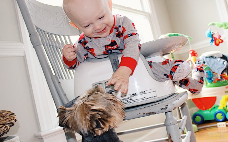 are yorkshire terriers good with kids