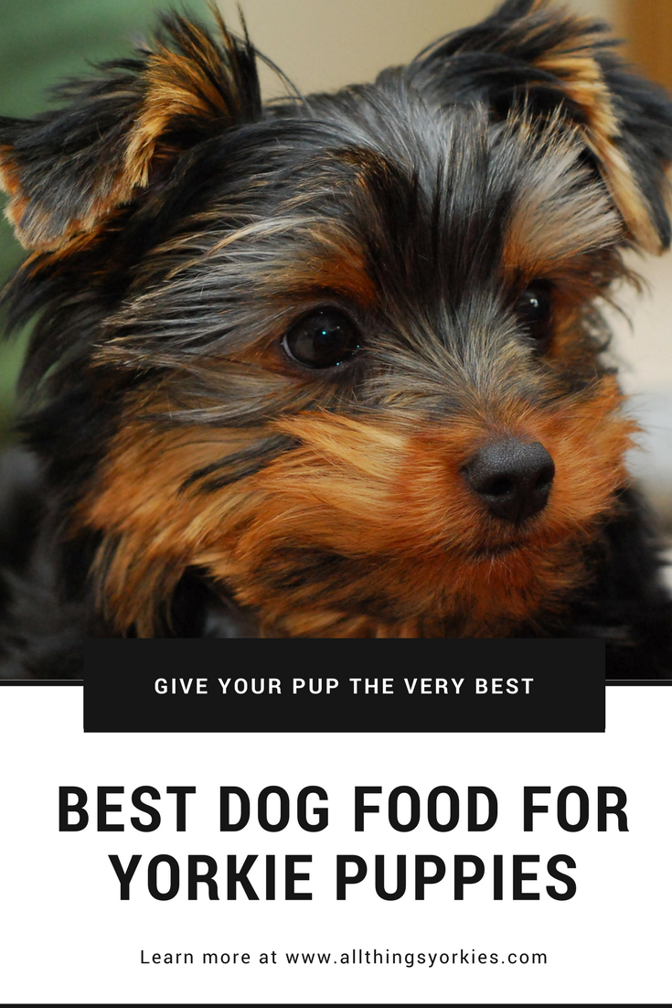 Best Dog Food For Yorkie Puppies All Things Yorkies