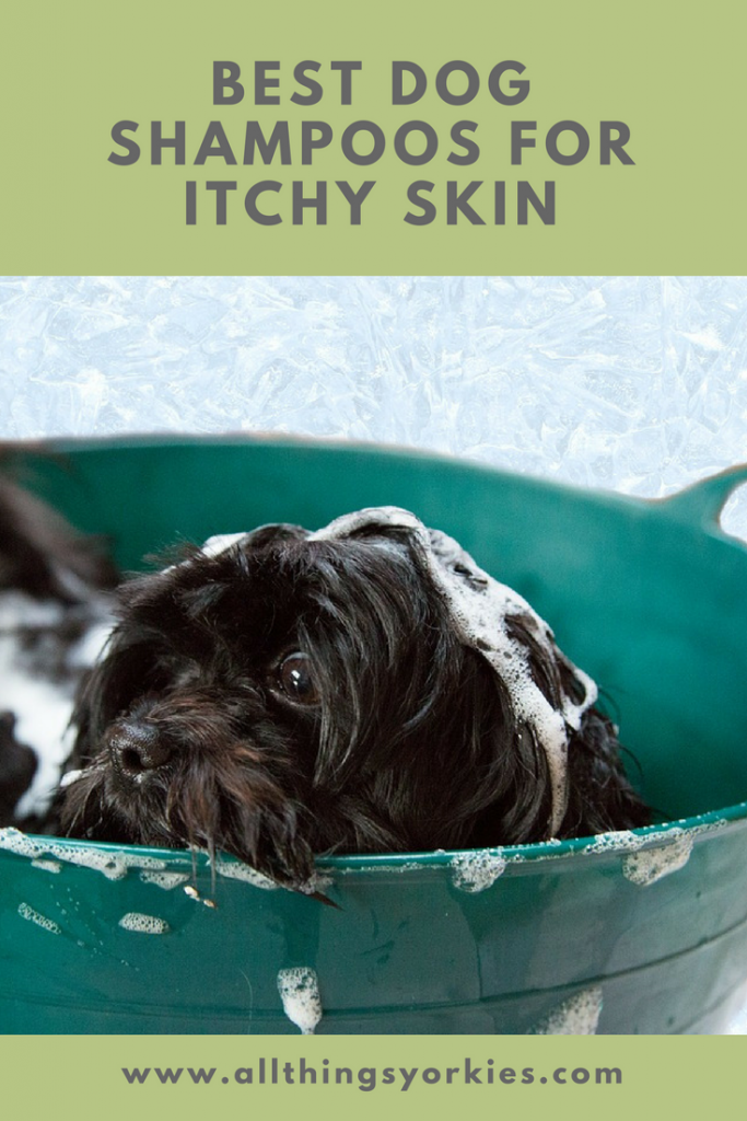 Best Dog Shampoo for Itchy Skin relief for your itchy pup All