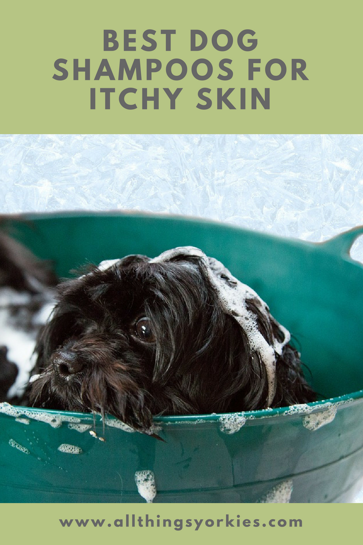 Best Dog Shampoo for Itchy Skin relief for your itchy pup All