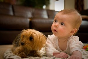 yorkshire terrier and children