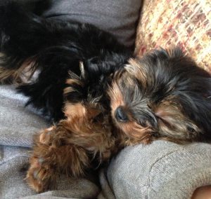 yorkie sleeping in my bed