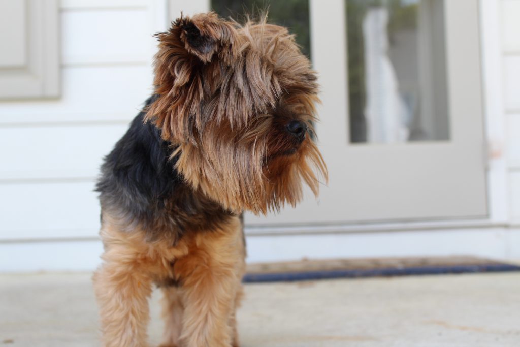 How to Bathe a Yorkie tips and tutorial for a squeaky clean pup