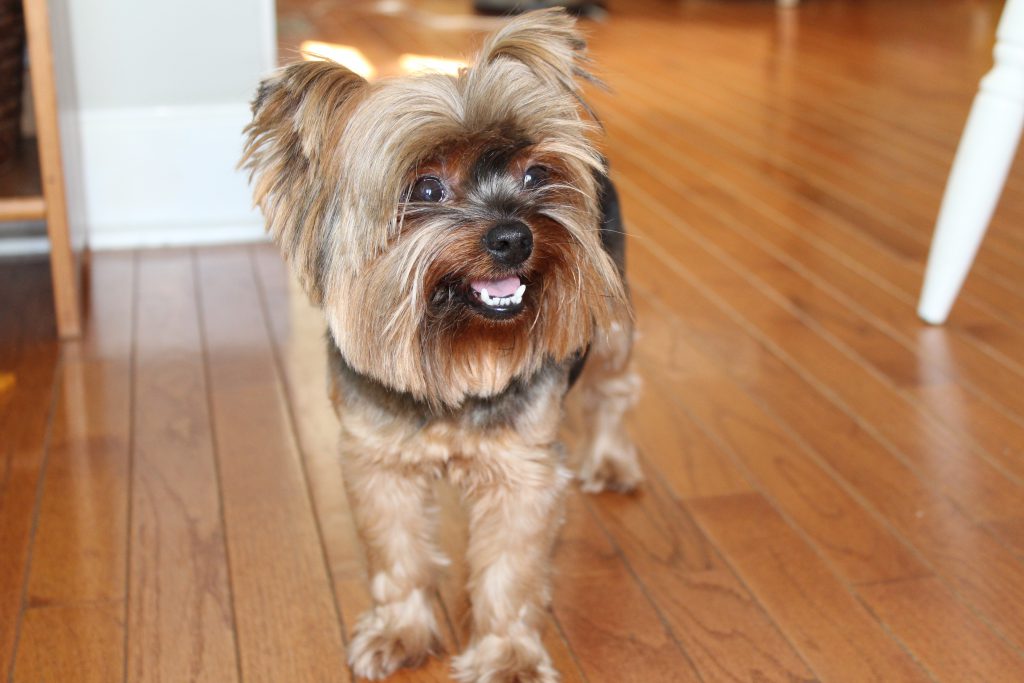 How to Bathe a Yorkie tips and tutorial for a squeaky clean pup
