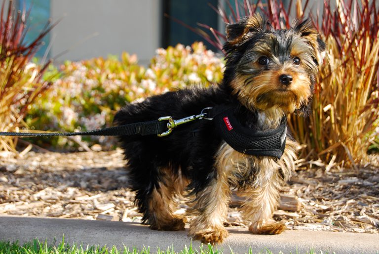 Yorkie Puppy Care All Things Yorkies