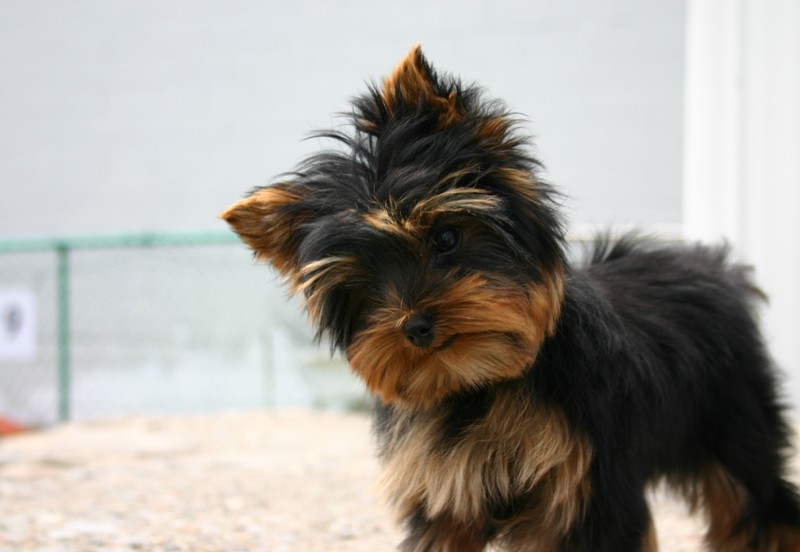 Yorkie Puppy Care | All Things Yorkies