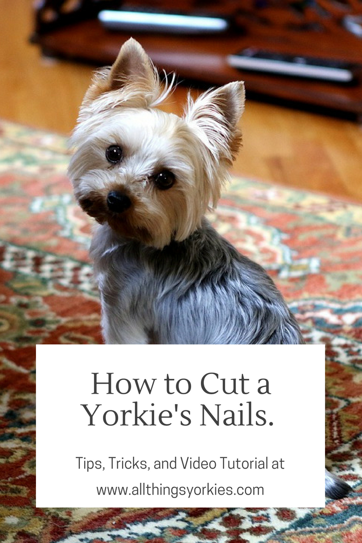 How to Cut a Yorkie's Nails. All Things Yorkies
