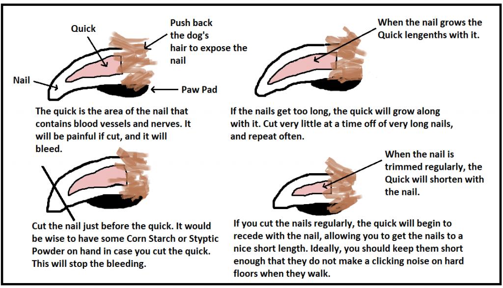 how often to cut dog's nails
