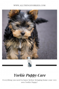 yorkie puppy care