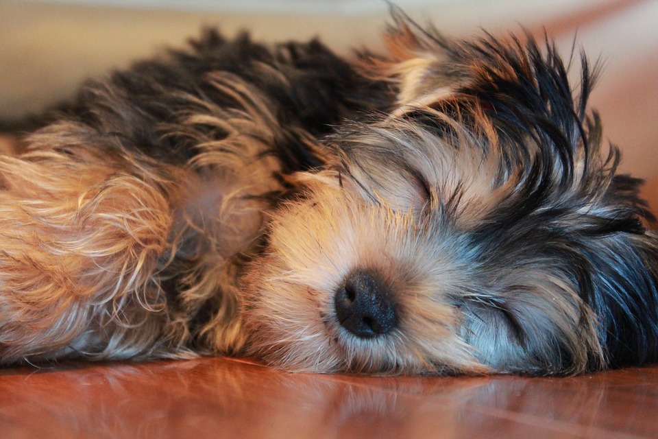 Definitive Guide to Yorkie Puppy Care • Yorkies Gram