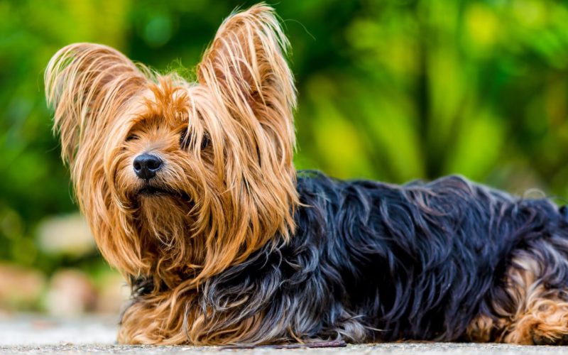 best clippers for yorkie hair