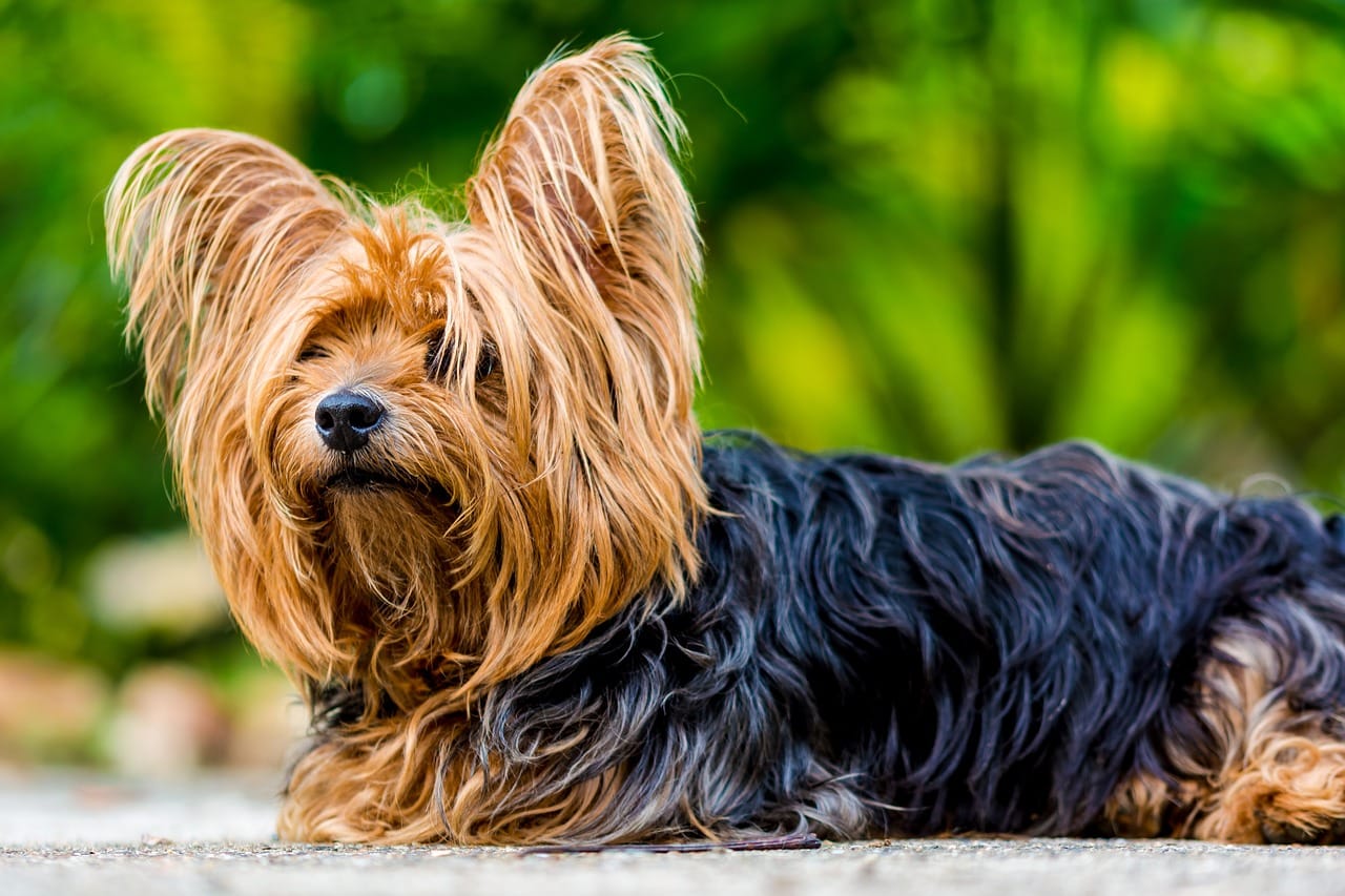 best grooming clippers for yorkies