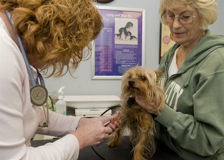 How long do Yorkies live? All Things Yorkies