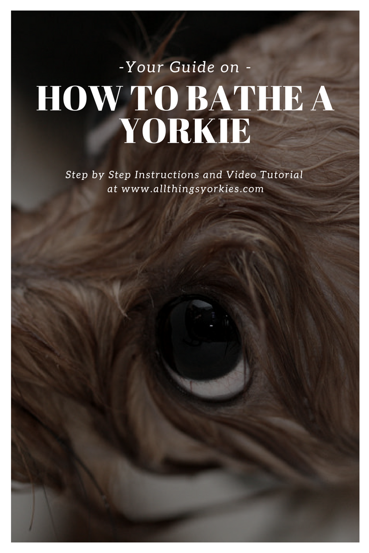 How to Bathe a Yorkie tips and tutorial for a squeaky
