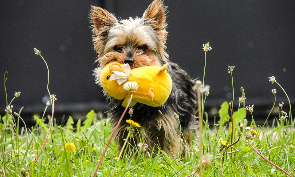 How long do Yorkies live? All Things Yorkies