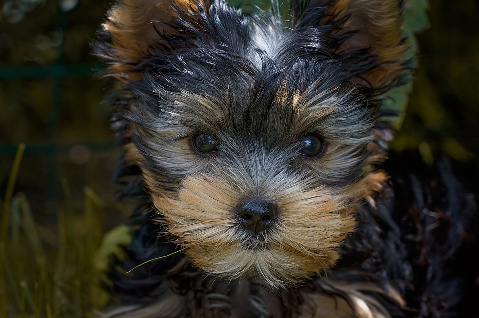 Definitive Guide to Yorkie Puppy Care • Yorkies Gram