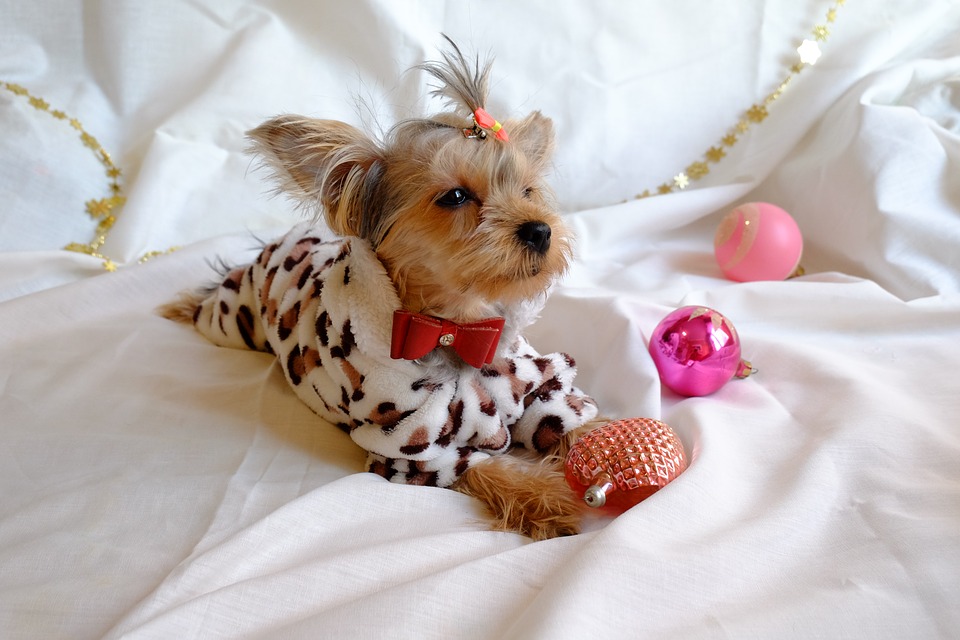 Sweaters for Yorkies Our top 7 picks! All Things Yorkies