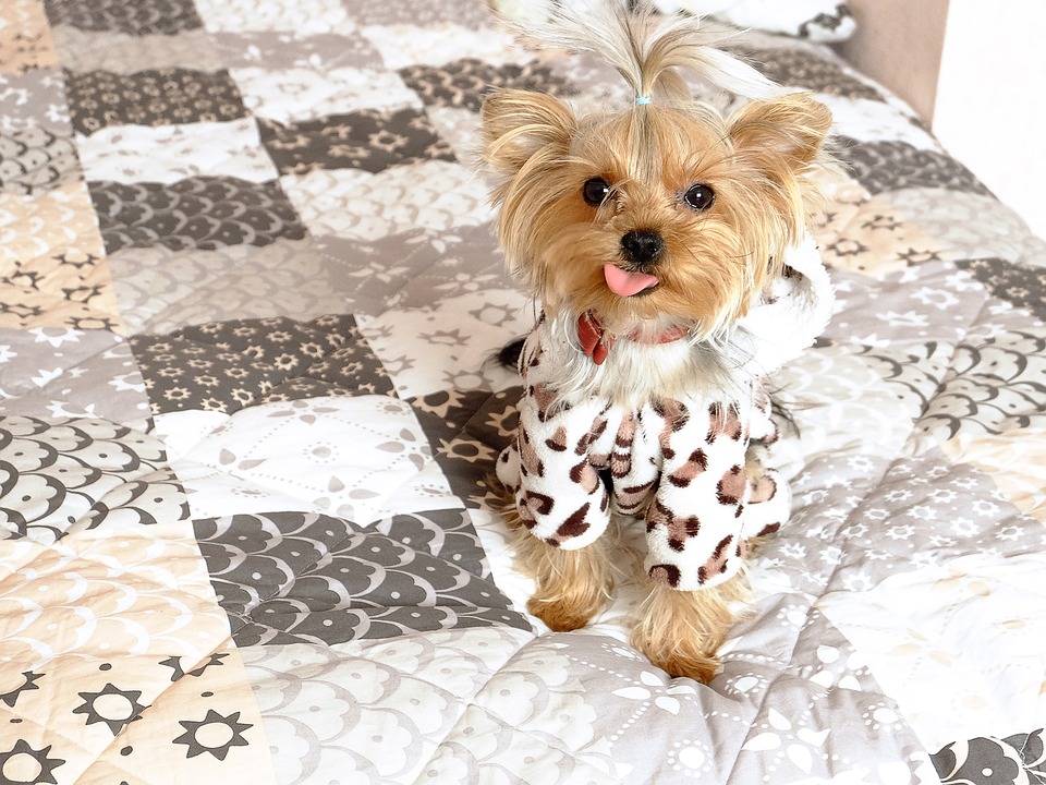 Sweaters for Yorkies Our top 7 picks! All Things Yorkies