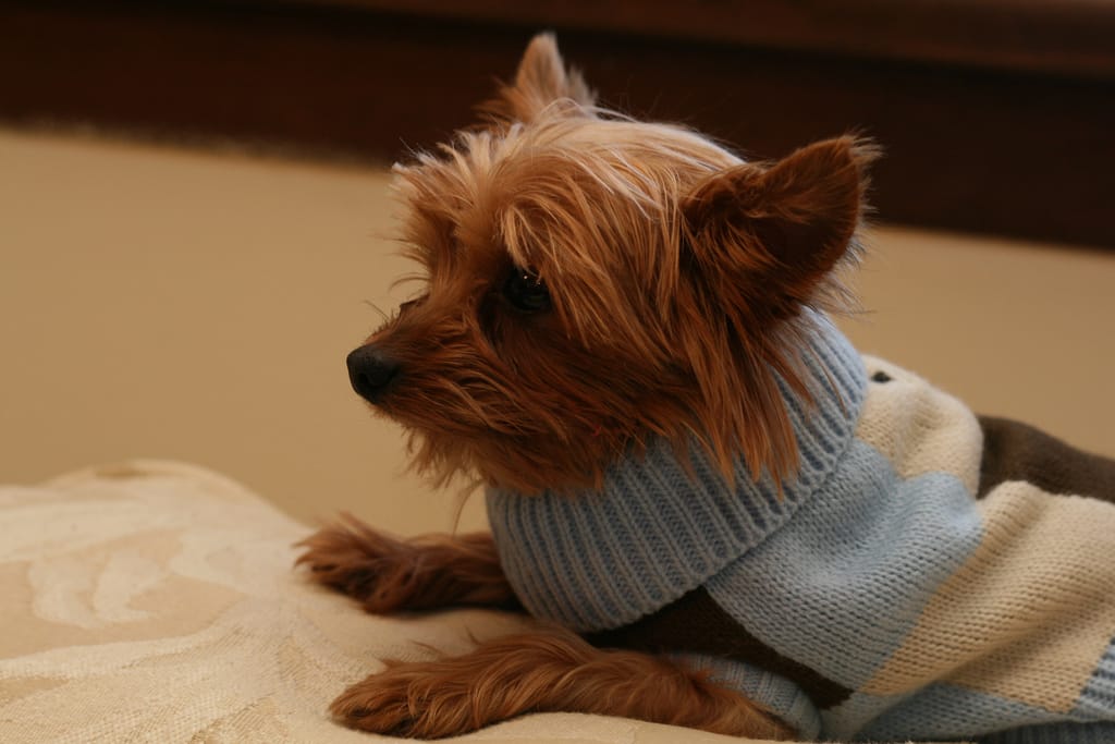 Sweaters for Yorkies Our top 7 picks! All Things Yorkies