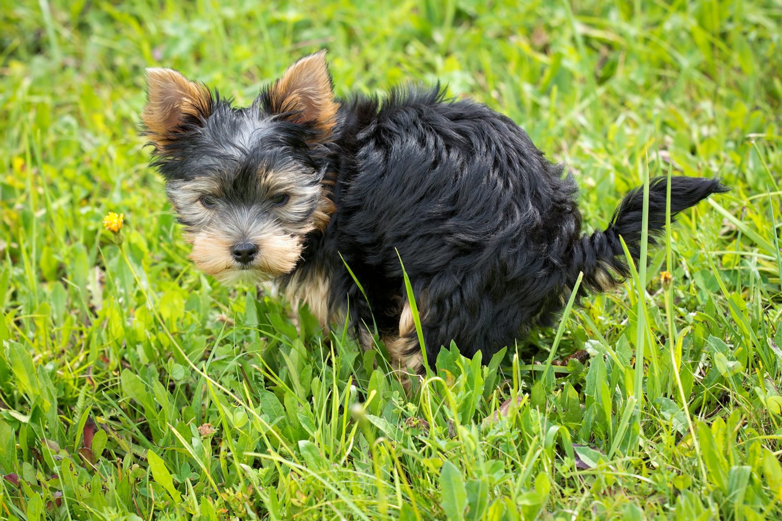 Crate Training a Puppy a few tried and true methods! All Things Yorkies